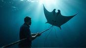 Innovatives Netz von Wissenschaftlern und Fischern könnte Riesenmantas retten